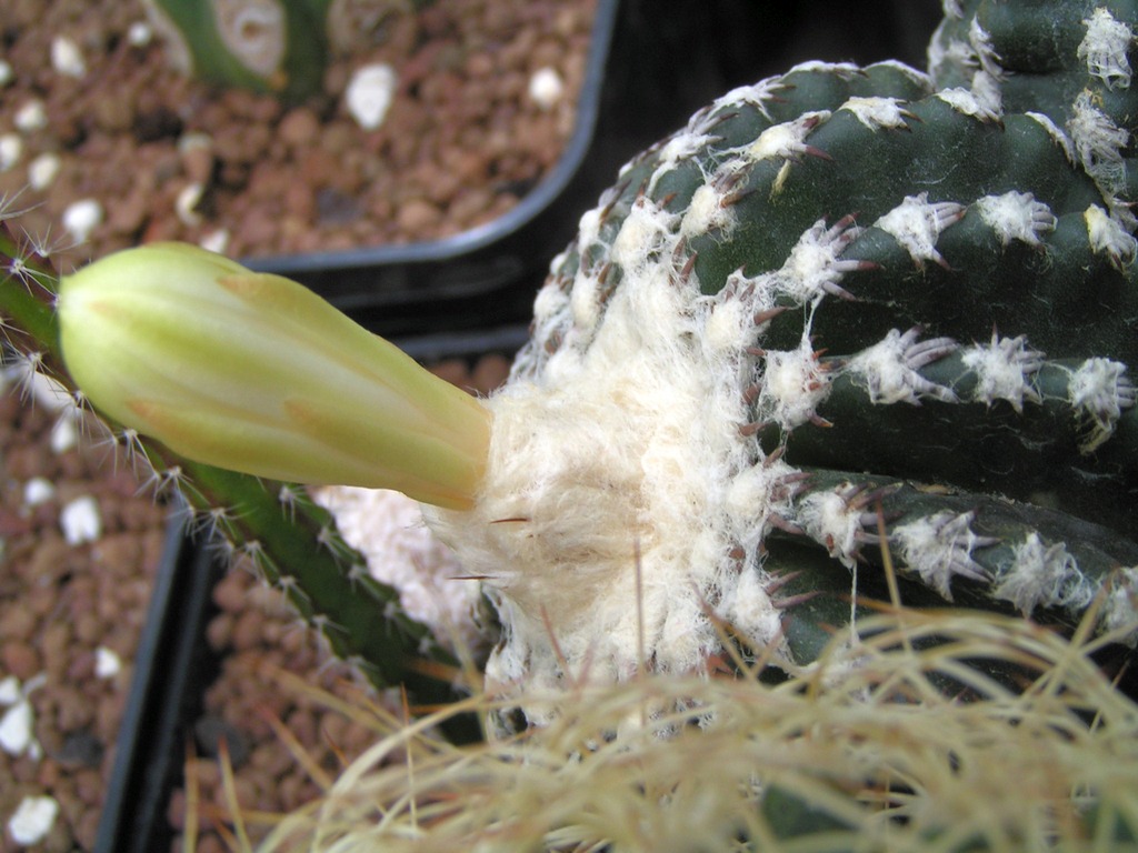 Discocactus horstii HU36